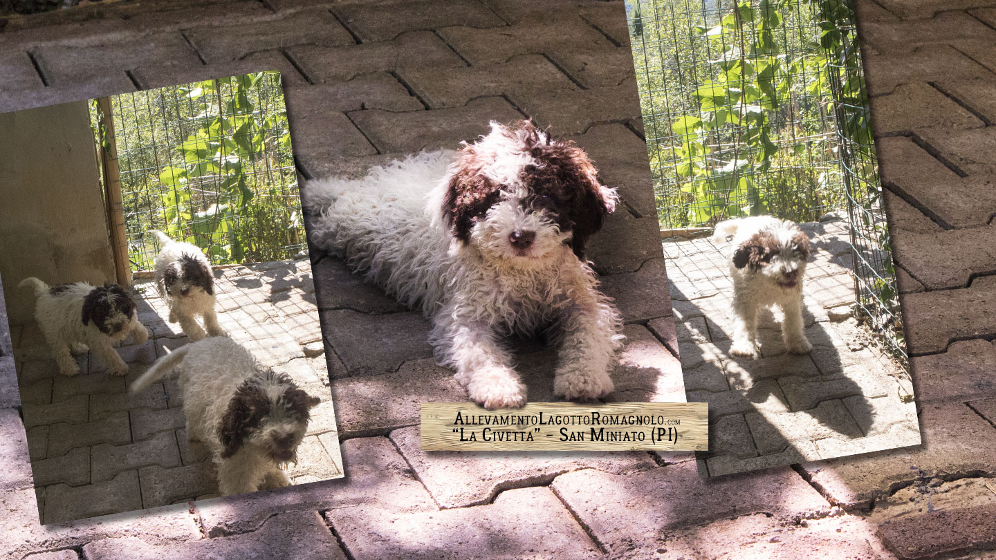 Perché scegliere un Lagotto Romagnolo come compagno