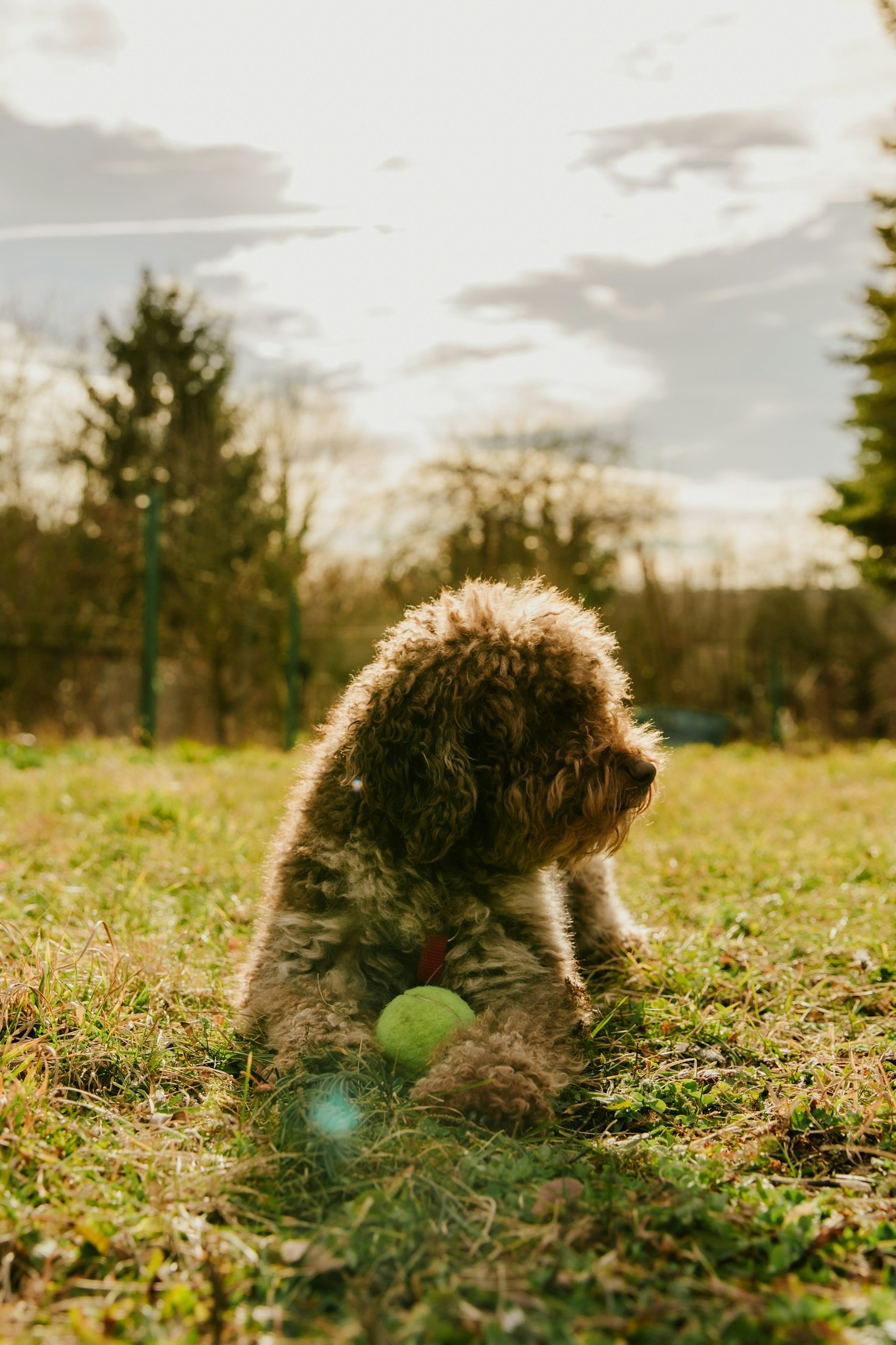 Il Lagotto Romagnolo: un cane unico per il tartufo