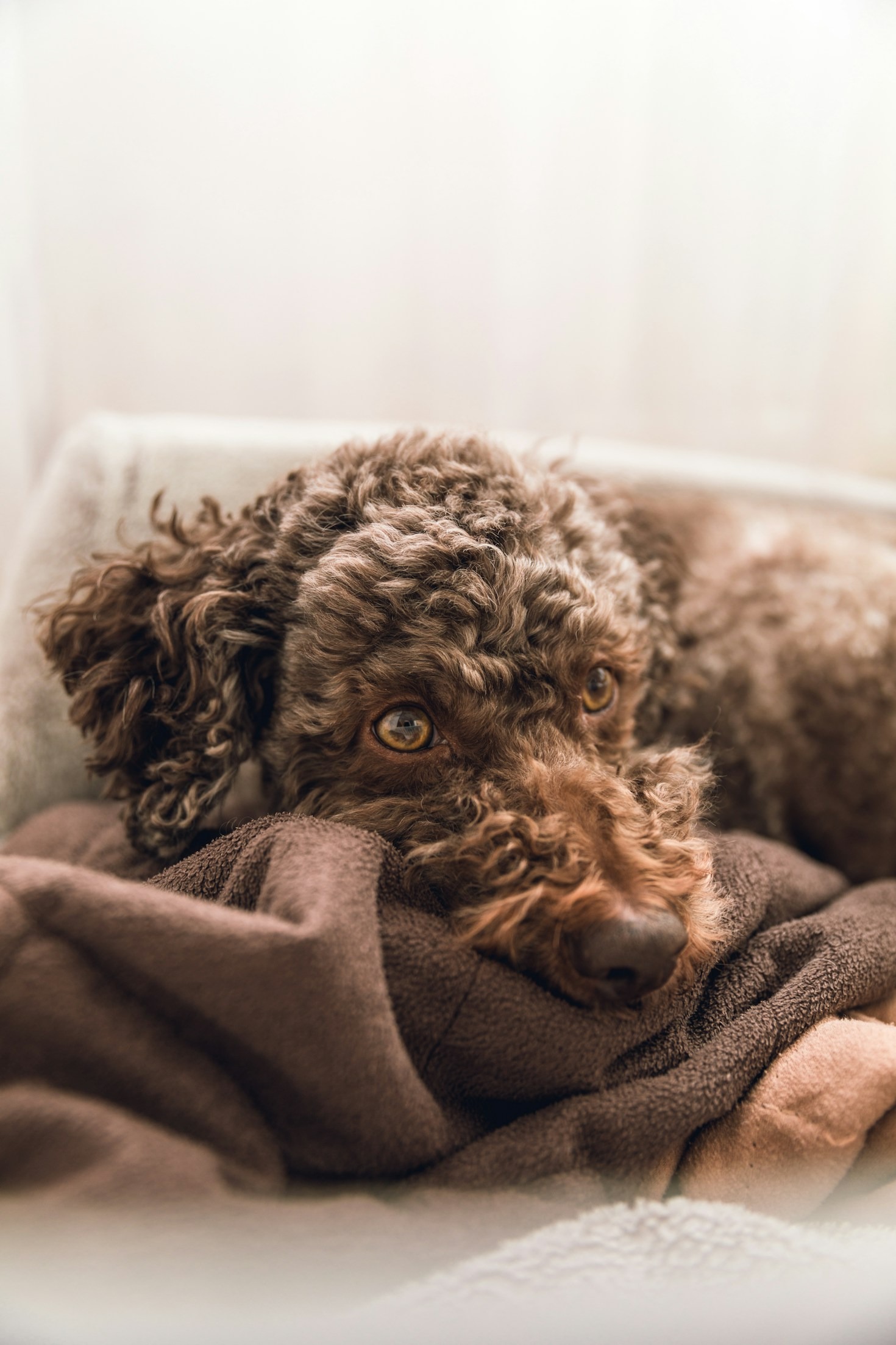 Lagotto e tartufo: una tradizione italiana da vivere alla Sagra del Tartufo di San Miniato